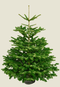 Nordmann Fir Nordmann Fir