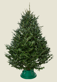 Norway Spruce Norway Spruce